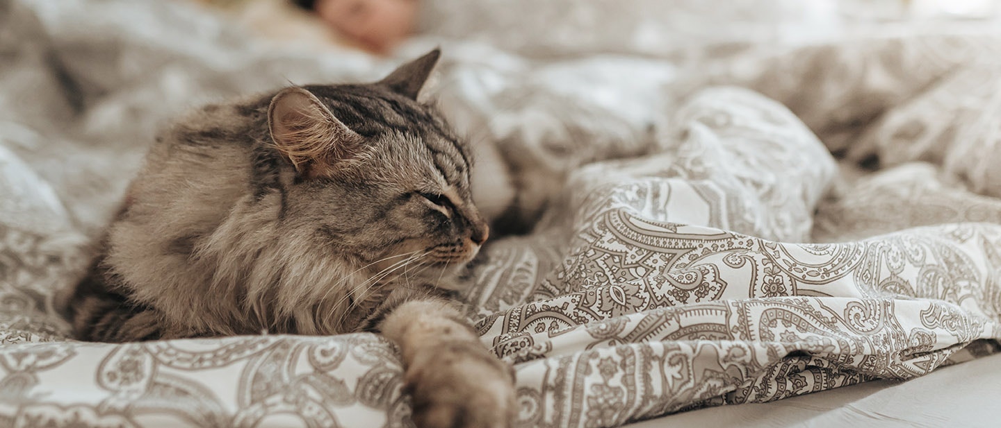 Sollte meine Katze in meinem Bett schlafen? | Perfect Fit™